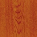 złoty dąb